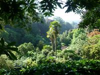 Impressive view over Trebah Garden and its cycas and tree ferns